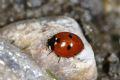 Coccinella quinquepunctata